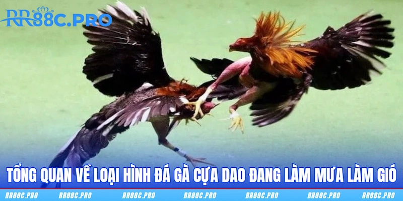 Tổng quan về loại hình Đá gà cựa dao đang làm mưa làm gió